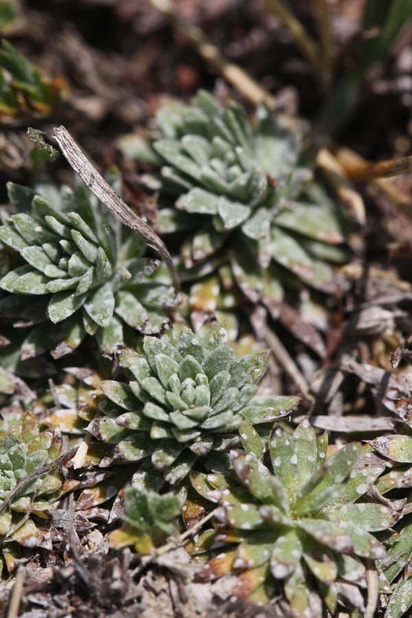 Saxifraga porophylla